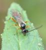 Campopleginae inconnu